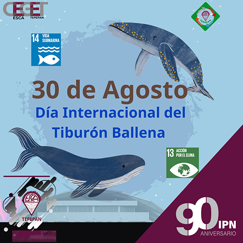 Día Internacional del tiburón ballena